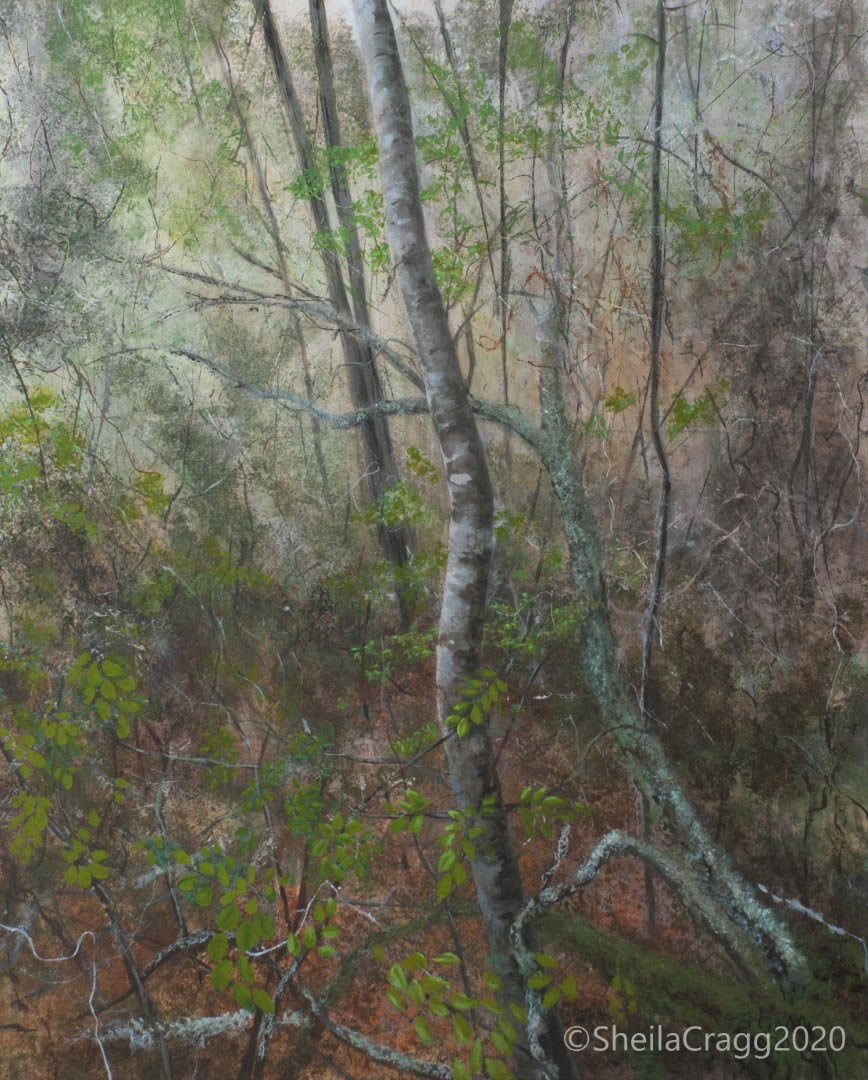 Tangled Wood